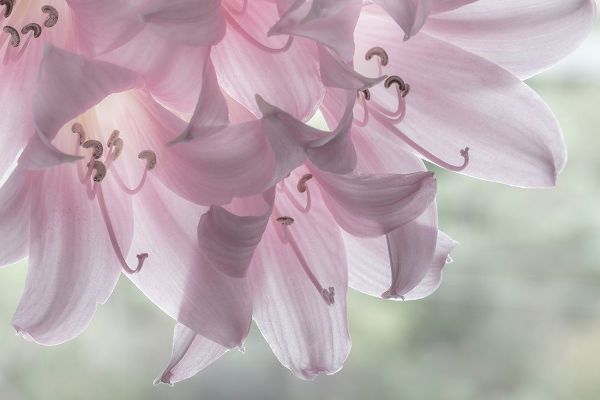 Washington-Seabeck Pale pink lilies close-up